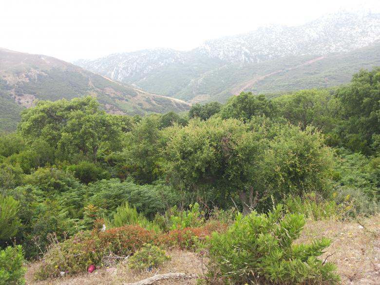 Free stock image of Tetouan Nature created by Hassan JAB