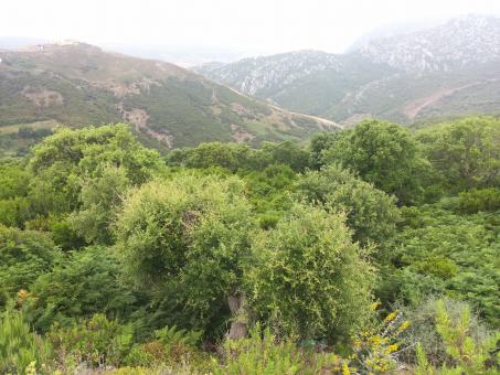 Forest in Morocco - Free Stock Photo