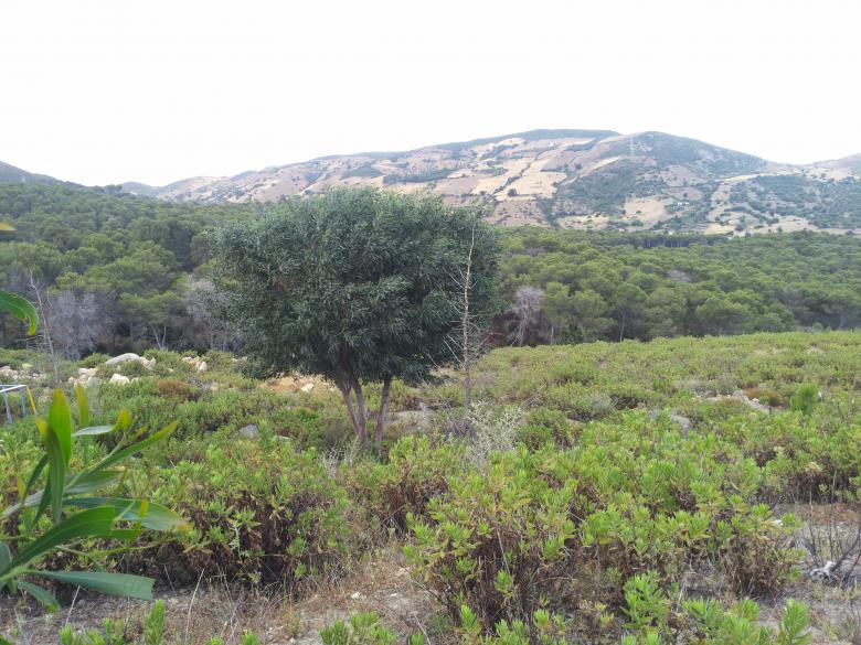 Free stock image of Tetouan Landscape created by Hassan JAB
