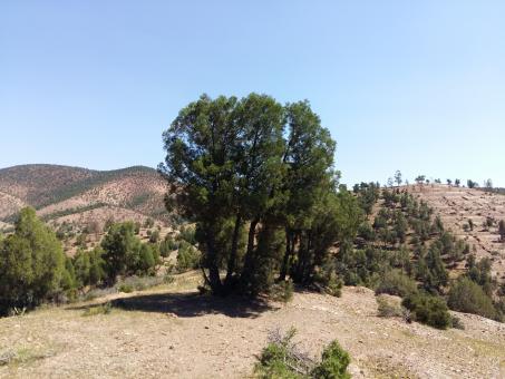 Tree in Morocco - Free Stock Photo