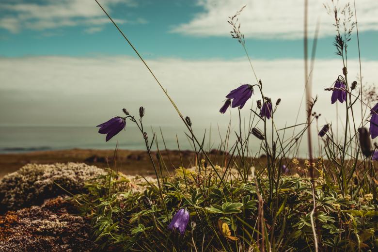Free stock image of Small Violet Flowers on Iceland Coast created by Bjorgvin