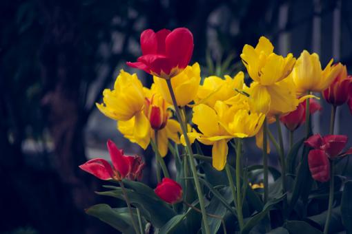 Free Stock Photo of Red and Yellow Tulips