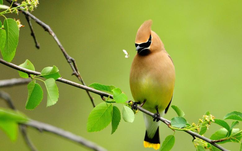 Free stock image of Beautiful Bird created by amany