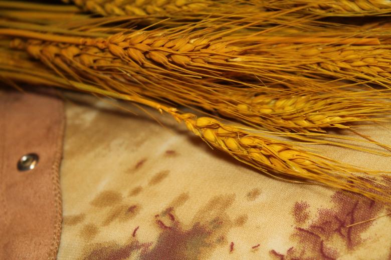 Free stock image of Ripe Wheat created by NomeVizualizzato