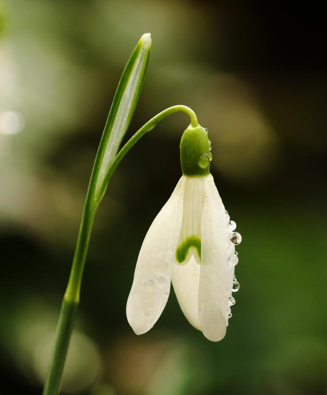 Free stock image of Snowdrop after the rain created by Chris Kilpatrick