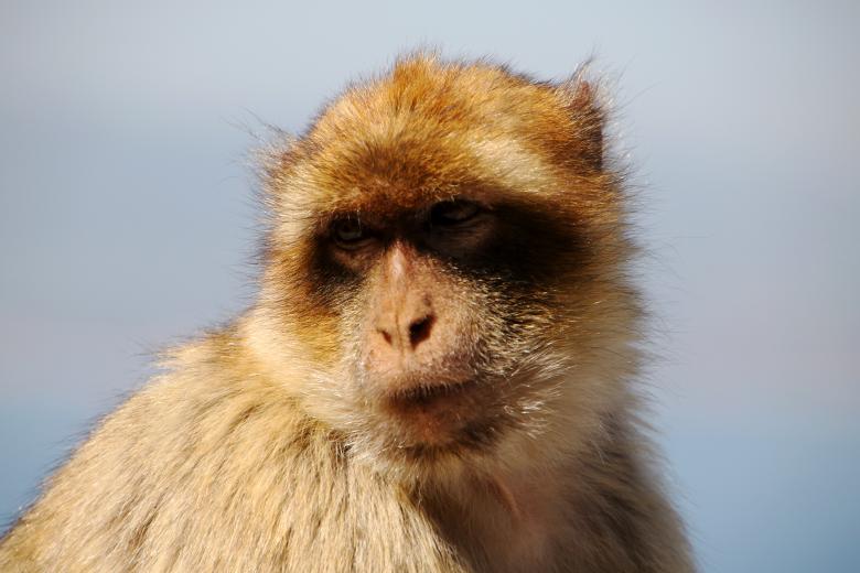 Free stock image of Wild Barbary Macaque created by Chris Kilpatrick