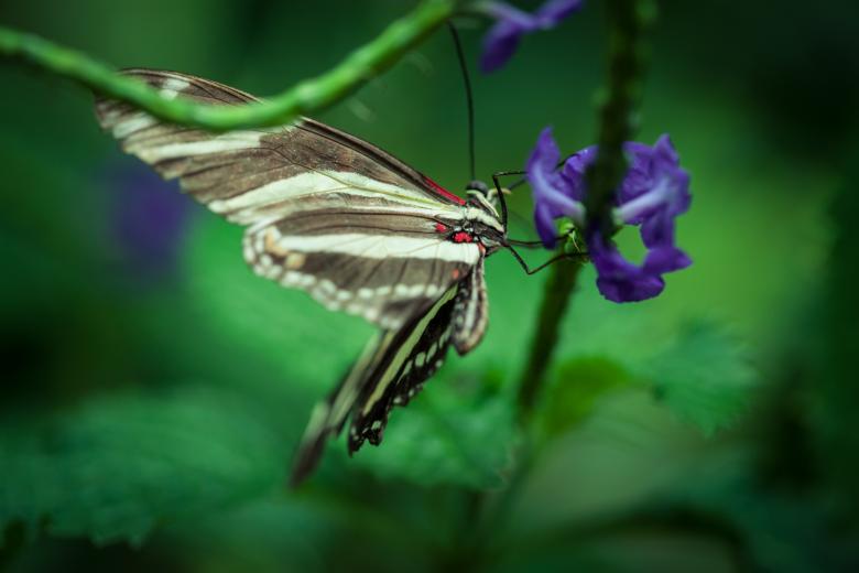 Free stock image of Butterfly on Flower - Macro created by Bjorgvin