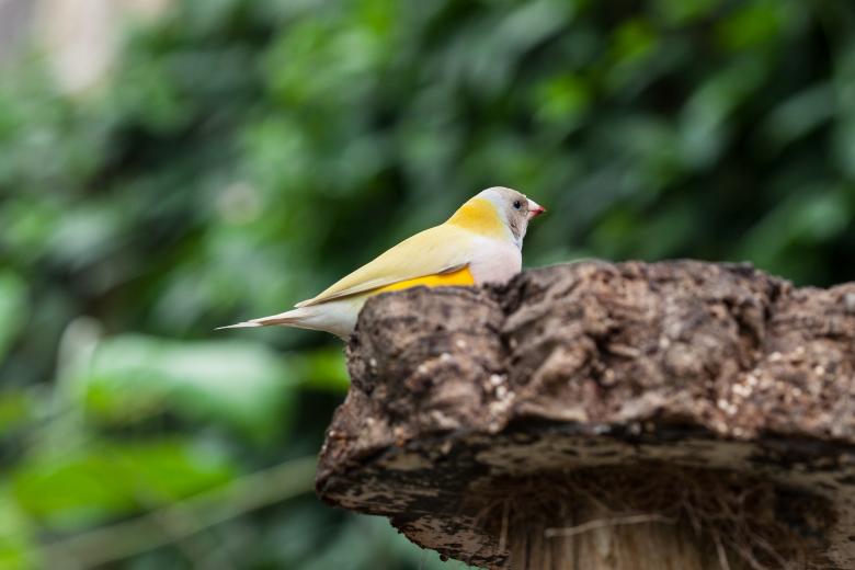Free stock image of Small Yellow Bird created by Bjorgvin