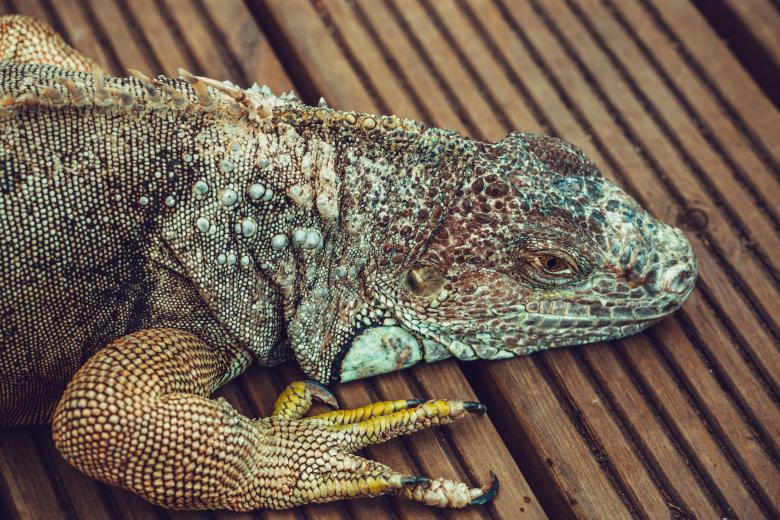 Free stock image of Lazy Dragon created by Bjorgvin
