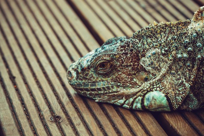 Free stock image of Iguana Head created by Bjorgvin
