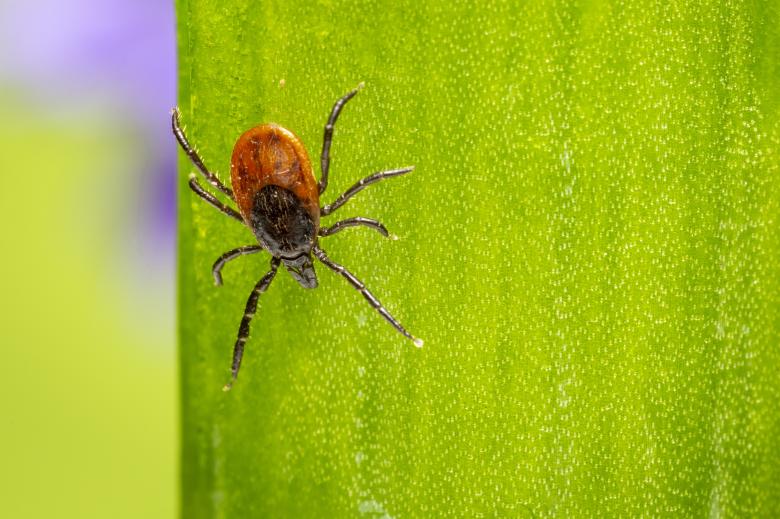 Free stock image of Castor bean tick created by Erik Karits