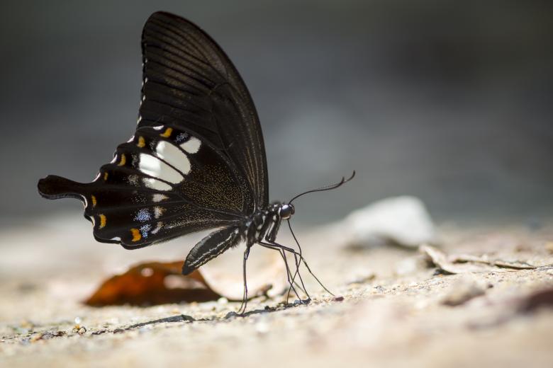 Free stock image of Common mormon  created by Erik Karits