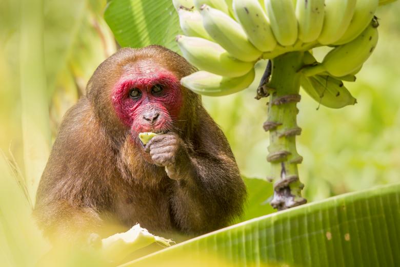 Free stock image of Stump Tailed Macaque created by Erik Karits