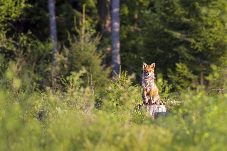 Free stock image of Red Fox created by Erik Karits