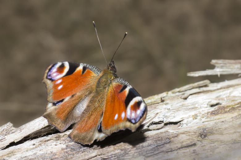 Free stock image of Peacock Butterfly - Aglais Io created by Erik Karits