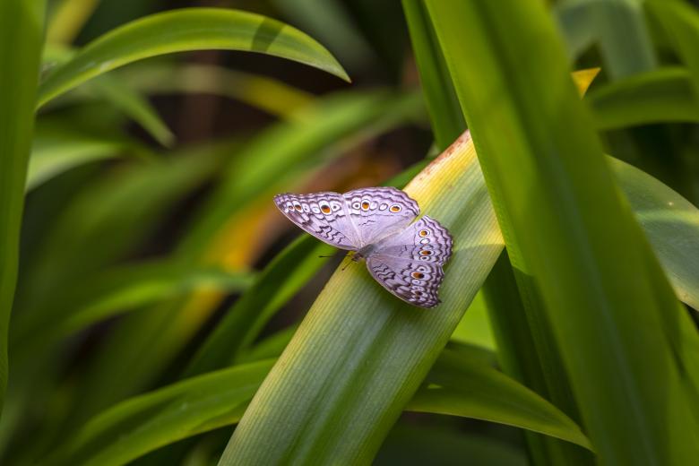 Free stock image of Purple Bush Brown created by Erik Karits
