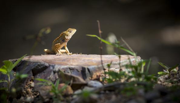 Oriental garden lizard - Free Stock Photo