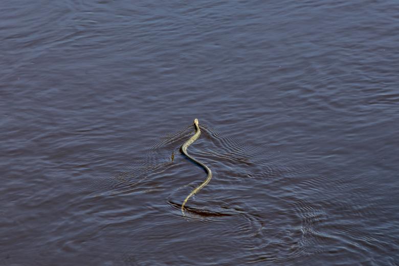 Free stock image of Grass Snake in Water created by Erik Karits