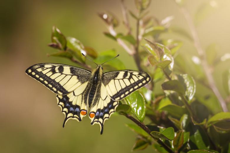 Free stock image of Old World Swallowtail created by Erik Karits