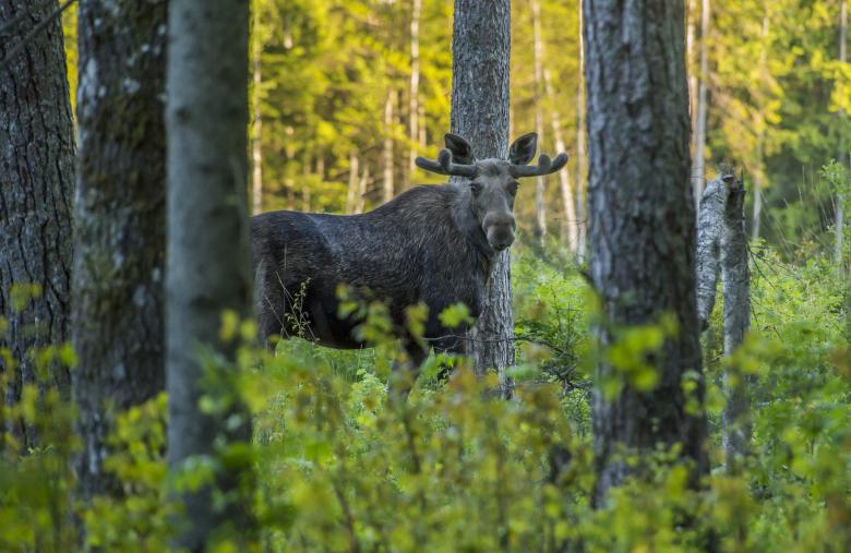 Free stock image of Elk in the Woods created by Erik Karits