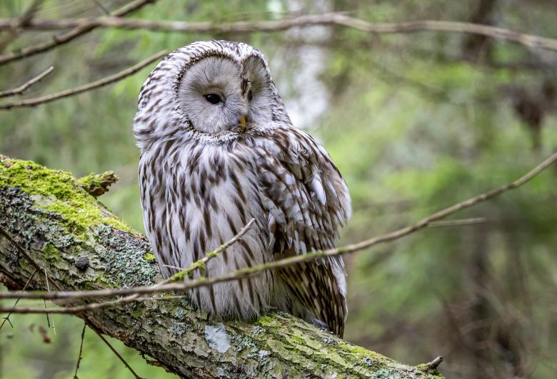 Free stock image of Ural owl on branch created by Erik Karits