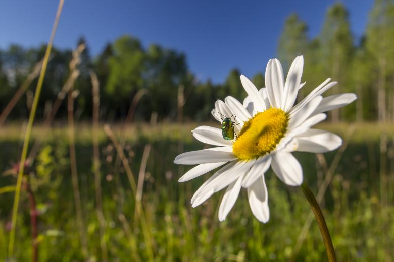 Free stock image of Green bug on the flower created by Erik Karits