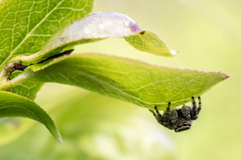Free stock image of Jumping Spider on Green Leaf created by Erik Karits