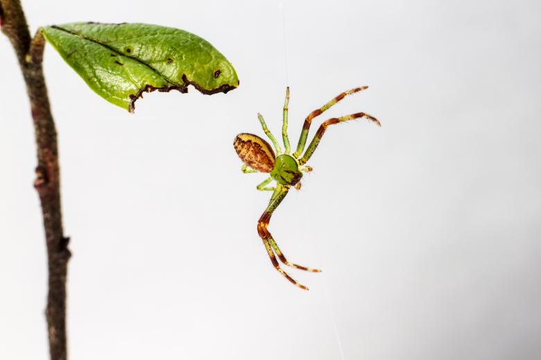 Free stock image of Green Crab Spider created by Erik Karits