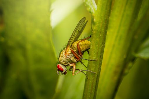 Red Eyed Fly - Free Stock Photo