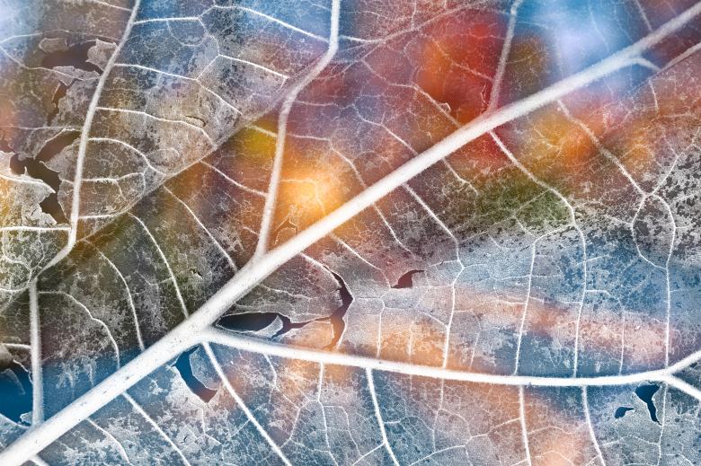 Free stock image of Vibrant Leaf Decay created by Nicolas Raymond