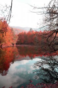 Autumn Forest and Lake - Free Stock Photo