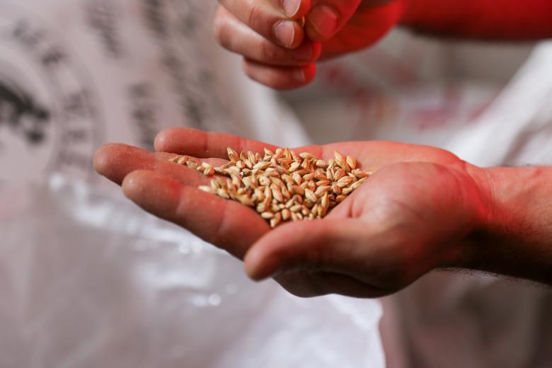 Free stock image of Hand Holding Seeds created by Sahin Sezer Dincer