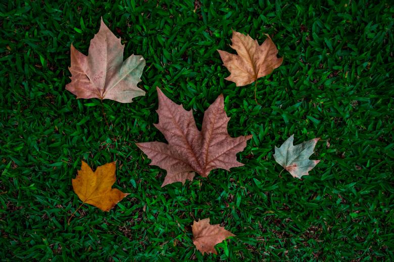 Free stock image of Colorful autumn leaves created by Lucas George Wendt