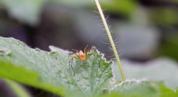 Yellow Spider on Green Leaf