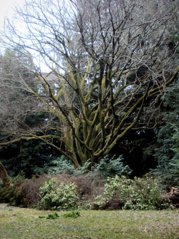 Free stock image of Unusual tree growing in a park created by NomeVizualizzato