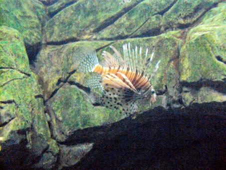 Poisonous Fish - Pterois Volitans - Free Stock Photo