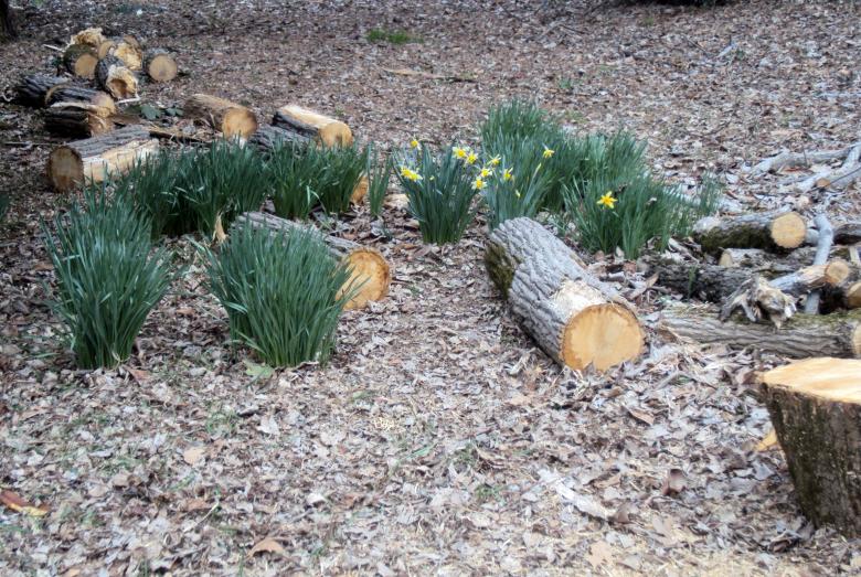 Free stock image of Daffodils and Chopped Wood created by NomeVizualizzato