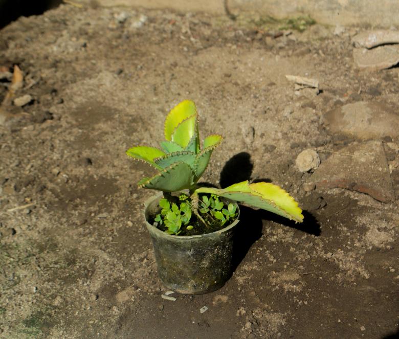 Free stock image of Gardening - Pot Plant created by Sunardi