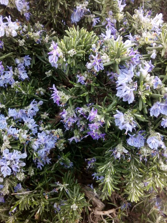 Free stock image of Violet Bed of Flowers created by NomeVizualizzato