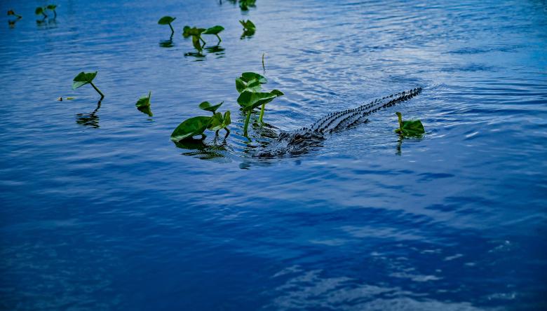 Free stock image of Florida's dangerous habitant created by Oleg