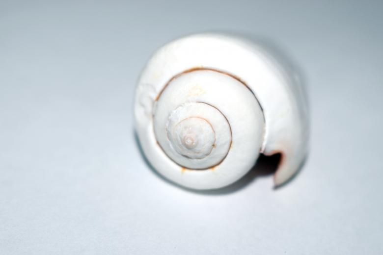 Free stock image of Beautiful white seashell created by NomeVizualizzato
