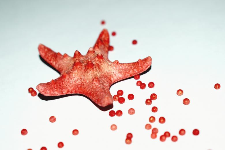 Free stock image of Red five-finger starfish created by NomeVizualizzato
