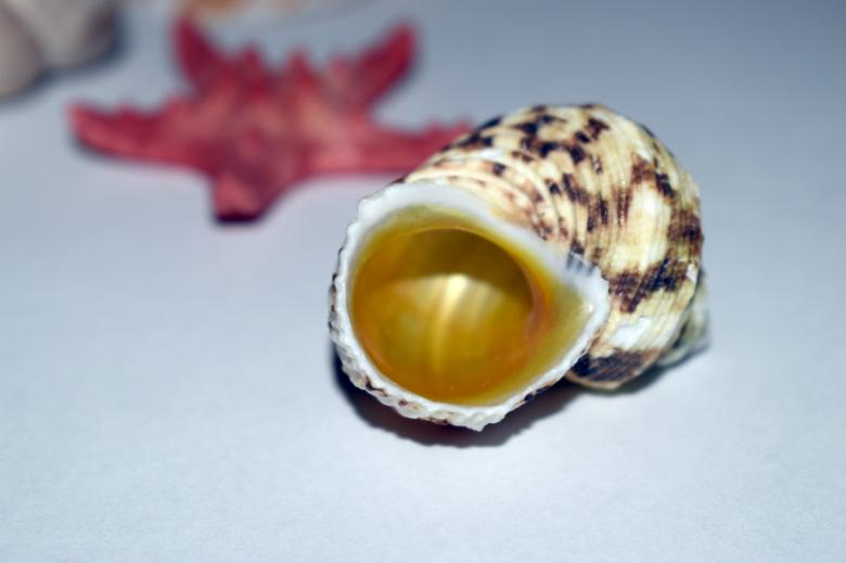 Free stock image of Seashell and it's nacreous surface created by NomeVizualizzato