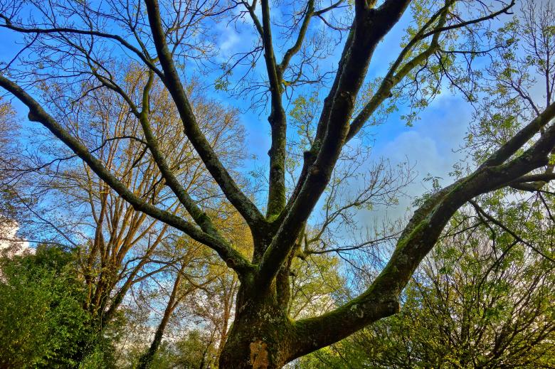 Free stock image of Old Tree created by nino nin