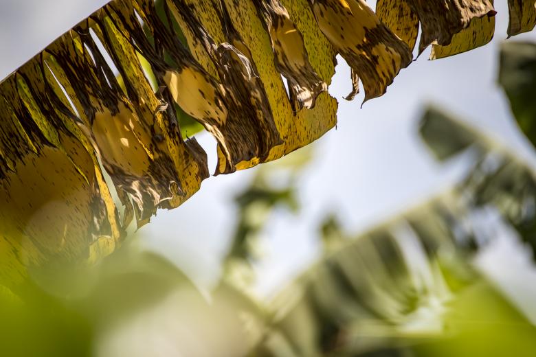 Free stock image of Tropical palm leafs created by Peter Olexa