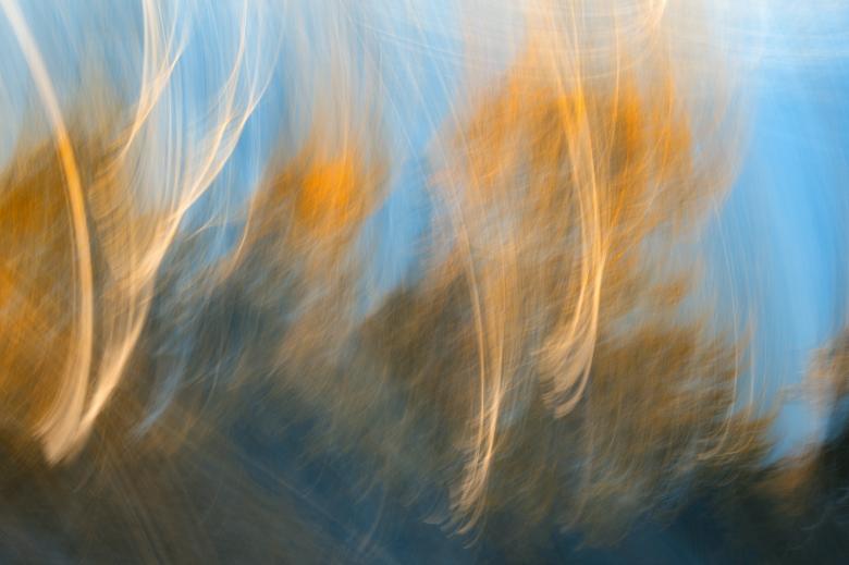 Free stock image of Dancing Forest created by Nicolas Raymond