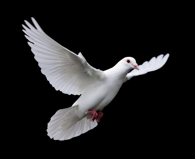 Free stock image of White Dove on Black created by Abdul Nafay