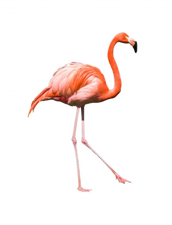 Free stock image of Pink Flamingo created by Abdul Nafay