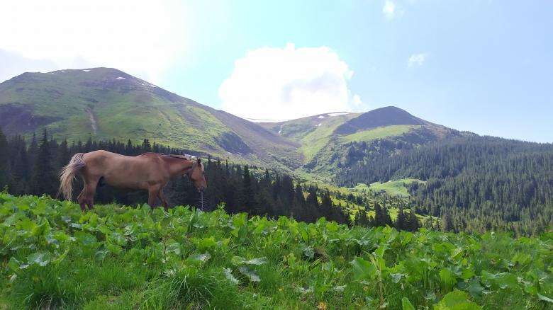 Free stock image of Horse in the Mountains created by Michelle H. Thomas