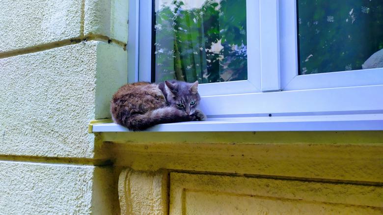 Free stock image of Sleeping Cat created by Kevin N. Cochran